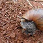 snail in hawaii