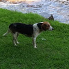 Dog (beagle)