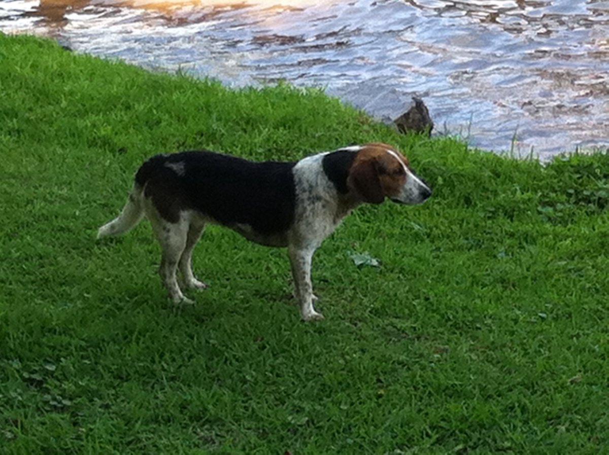 Dog (beagle)