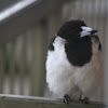 Pied-Butcherbird