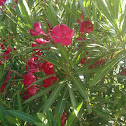 Oleander