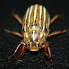 Ten-lined June beetle