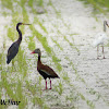 Tricolored Heron (and friends)