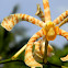 spider orchid, scorpion orchid