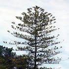 Araucaria Excelsa / Norfolk Island Araucaria