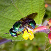 orchid bee