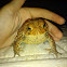 North American toad