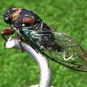 Dog Day Cicada