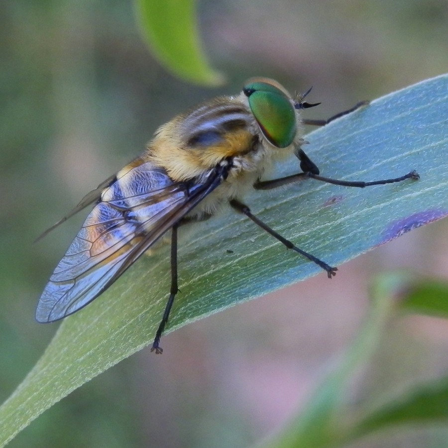 Flower-feeding March Fly