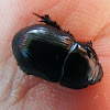 Black Lawn Beetle