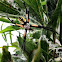 writing spider, black and yellow garden spider, or corn spider