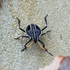 Common Gum Tree Shield Bug (3rd instar)