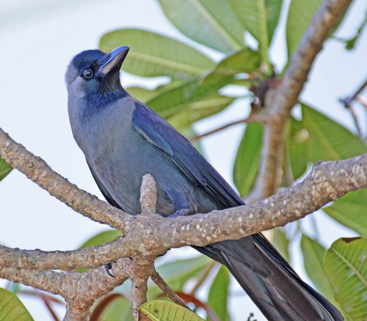 House crow