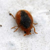 Loew's Scymnus Lady Beetle