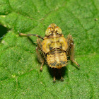 Coelidiine Leafhopper Nymph