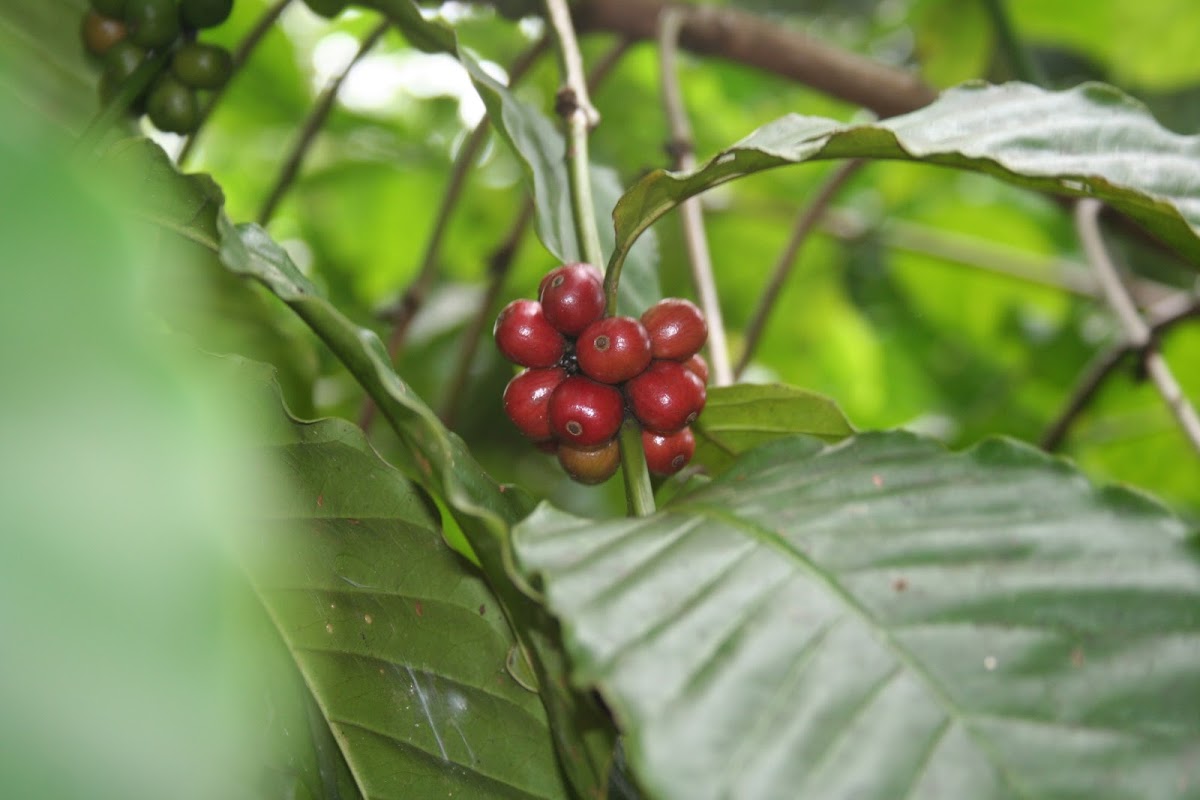 Coffee Beans