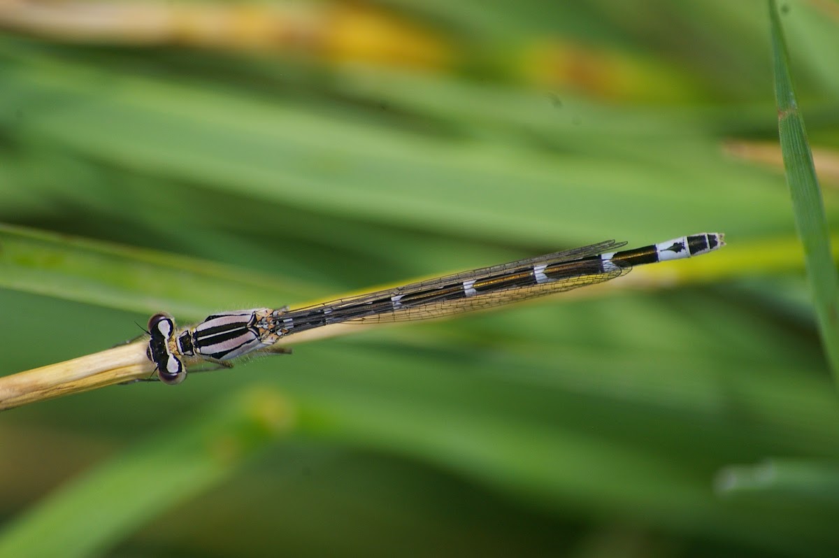 Plains Forktail (female)
