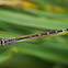 Plains Forktail (female)