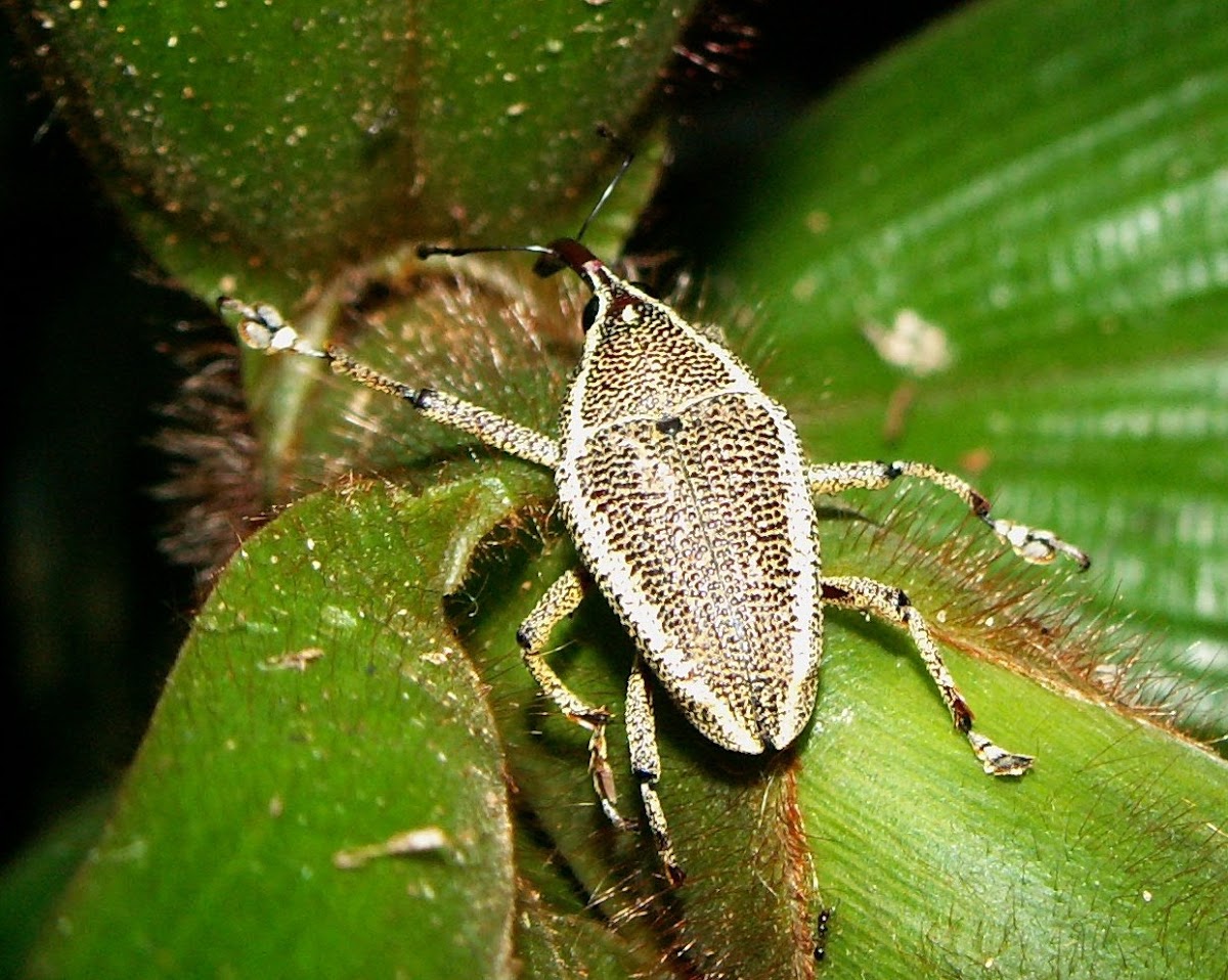 weevil (Curculionidae)