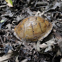 Three-toed box turtle (empty shell)