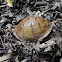 Three-toed box turtle (empty shell)