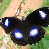 Great Eggfly