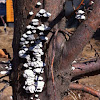 Schizophyllum commune