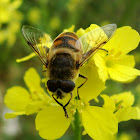 European Hoverfly