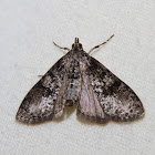 Splendid Palpita Moth