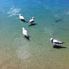 Ring-billed Gull