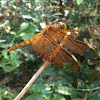 Fulvous Forest Skimmer (female)