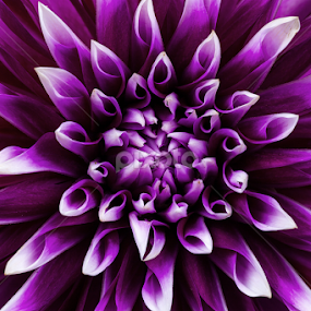 Flare by David Millard - Flowers Single Flower