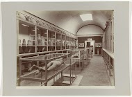 Zaal in het museum van Pompeï