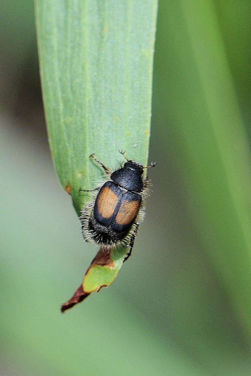 Cockhafer / Melolonthine Beetle