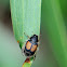 Cockhafer / Melolonthine Beetle