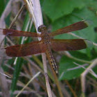 Red Emperor Dragonfly