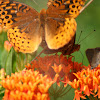 Great Spangled Fritillary & Coral Hairstreak