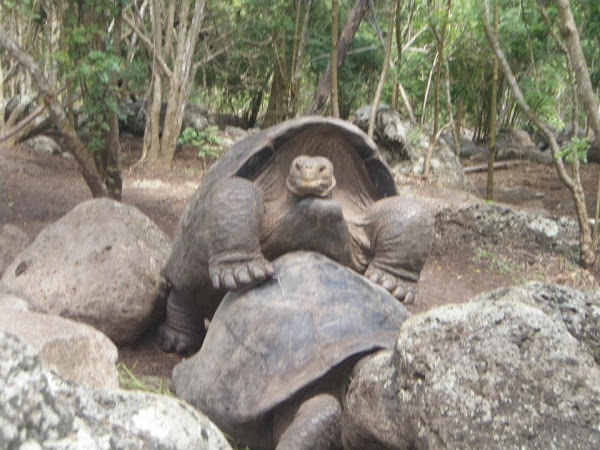 Hybrid Galapagos Tortoise | Project Noah