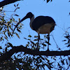 Straw necked ibis