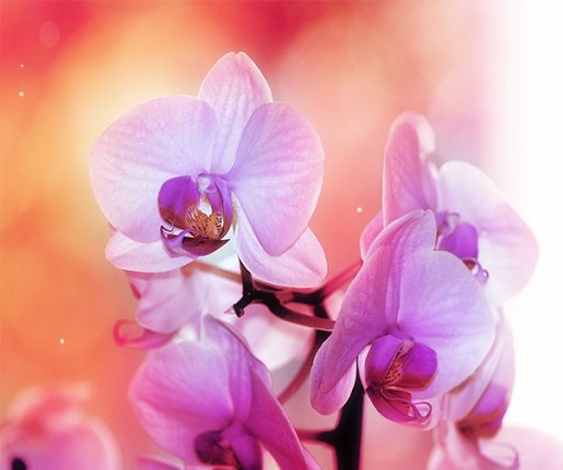 Orchid Live Wallpaper