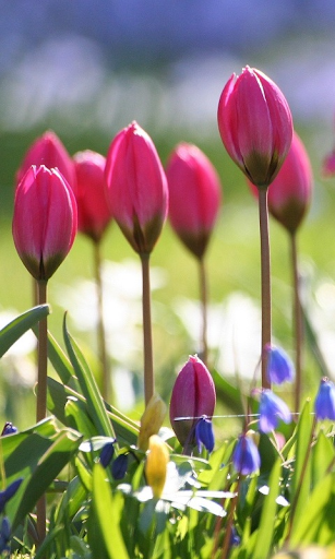 Spring flowers HD LWP