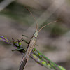 Broad-headed Bug