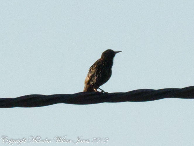 Starling; Estornini Pinto