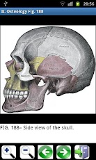 Gray's Anatomy Visual