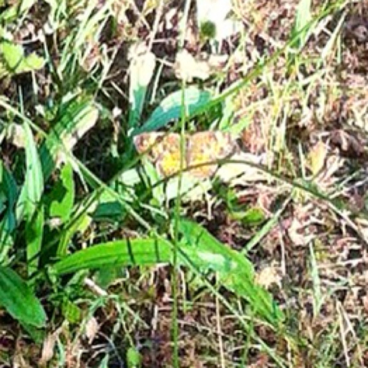 Spotting Project Noah