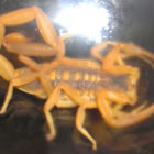 Common Striped Scorpion