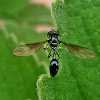 Thick-headed flies