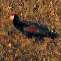 Southern Bald ibis