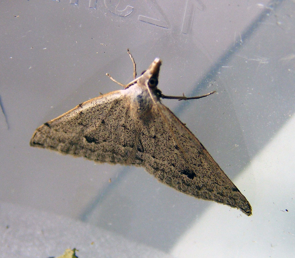 Heath Moth