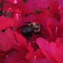 Carpenter Bee